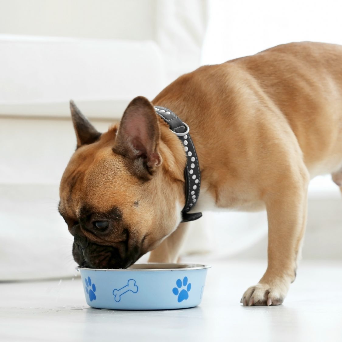 A Pug dog eating food from a bowl