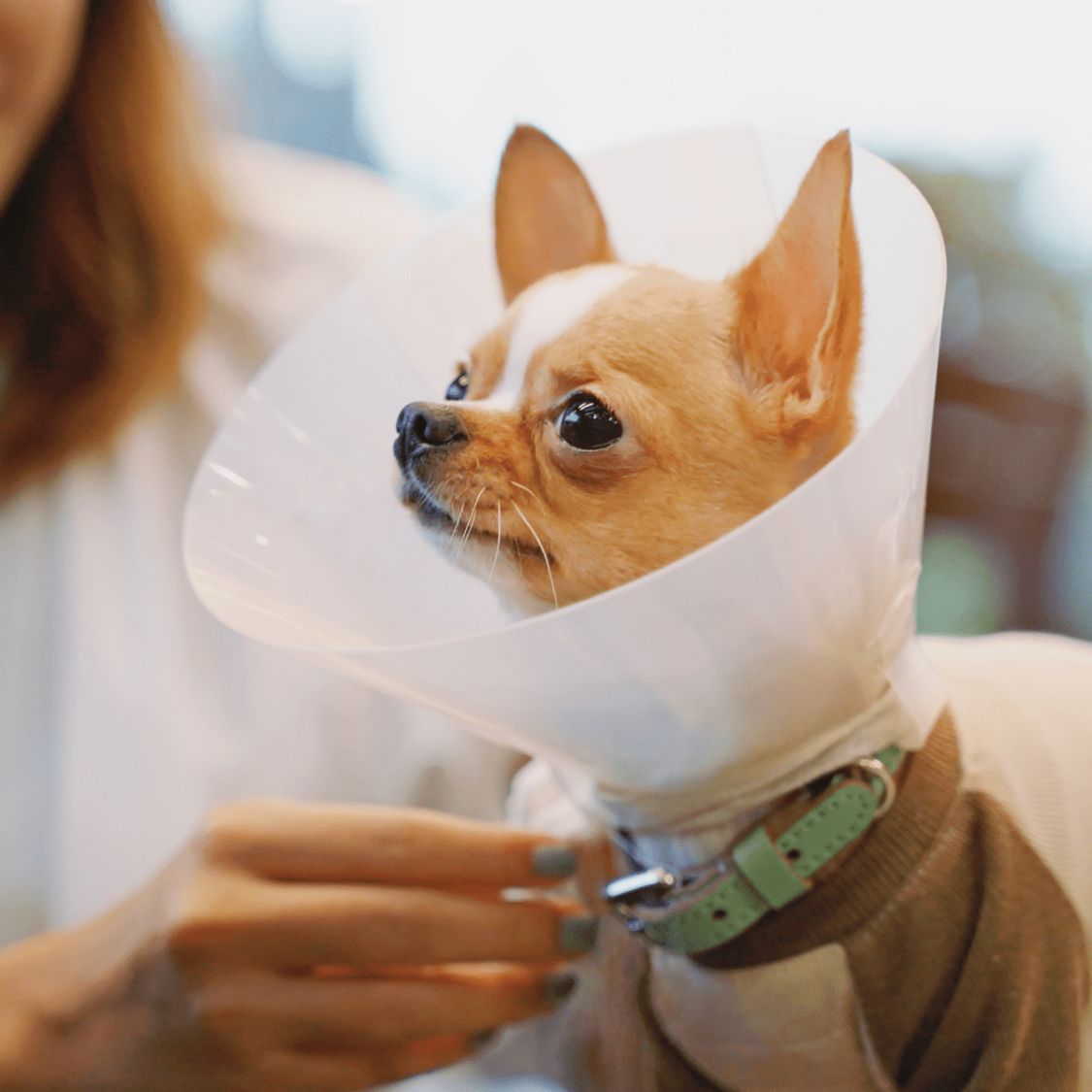 A vet putting surgery collar for a dog