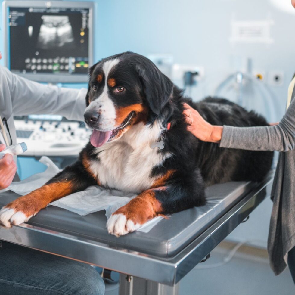 Dog Ultrasound Near Me for Pregnant Dogs