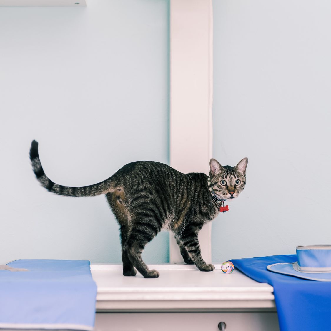 A cat standing on an X-ray machine